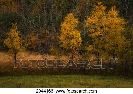 Stock Photograph - Fall Poplars In Soft Morning Light, Oakfield, Nova Scotia. Fotosearch