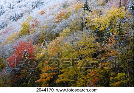 Fall Snow On Hillside Of Sugarloaf Mountain, A Crown-Protected Wilderness Area At Big Intervale, Cape Breton, Nova Scotia View Large Photo Image Stock Image - Fall Snow On Hillside Of Sugarloaf Mountain, A Crown-Protected Wilderness Area At Big Intervale, Cape Breton, Nova Scotia. Fotosearch