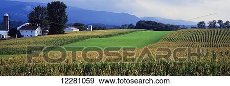 Farm buildings stand next to contour fields of alfalfa and nearly ripe corn with mist rising from the Pennsylvania mountains in the background; Lamar, Pennsylvania, United States of America View Large Photo Image Stock Photo - Farm buildings stand next to contour fields of alfalfa and nearly ripe corn with mist rising from the Pennsylvania mountains in the background; Lamar, Pennsylvania, United States of America. Fotosearch