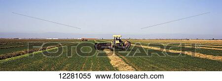 Stock Photography - Farm tractors work in tandem raking newly cut alfalfa in the Imperial Valley in early spring, mountains and hazy blue sky in the background; Brawley, California, United States of America. Fotosearch
