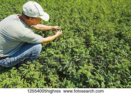 Farmer examining a mid-growth chickpea field, near Kincaid; Saskatchewan, Canada View Large Photo Image Stock Photograph - Farmer examining a mid-growth chickpea field, near Kincaid; Saskatchewan, Canada. Fotosearch