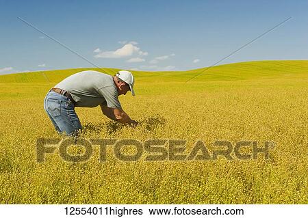 Stock Photograph - Farmer in maturing flax field, near Kincaid; Saskatchewan, Canada. Fotosearch