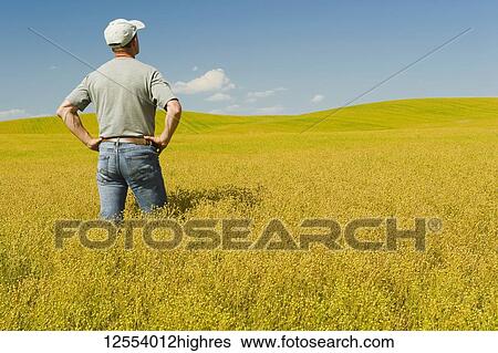 Stock Photograph - Farmer in maturing flax field, near Kincaid; Saskatchewan, Canada. Fotosearch