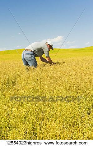 Stock Photograph - Farmer in maturing flax field, near Kincaid; Saskatchewan, Canada. Fotosearch