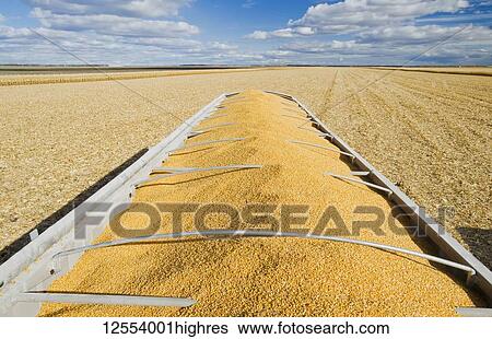 Feed/grain corn in the back of a farm truck during the harvest, near Niverville; Manitoba, Canada View Large Photo Image Stock Photograph - Feed/grain corn in the back of a farm truck during the harvest, near Niverville; Manitoba, Canada. Fotosearch