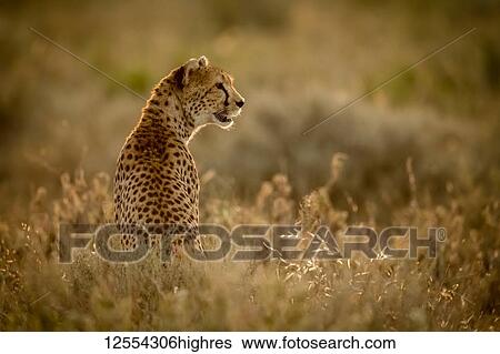 Stock Photograph - Female cheetah (Acinonyx jubatu) sits in grass facing right, Serengeti National Park; Tanzania. Fotosearch