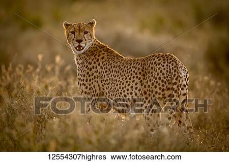 Stock Photograph - Female cheetah (Acinonyx jubatu) stands in grass watching camera, Serengeti National Park; Tanzania. Fotosearch