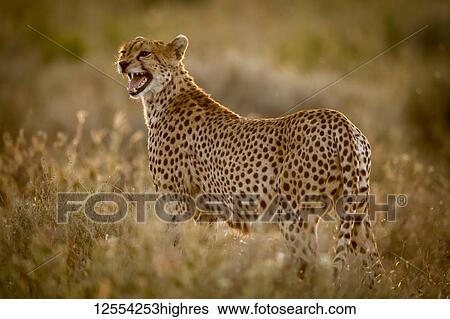 Stock Photograph - Female cheetah (Acinonyx jubatus) stands in grass calling cubs, Serengeti National Park; Tanzania. Fotosearch