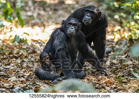 Stock Photograph - Female Chimpanzee (Pan troglodytes) and a tiny baby in Mahale Mountains National Park on the shores of Lake Tanganyika; Tanzania. Fotosearch