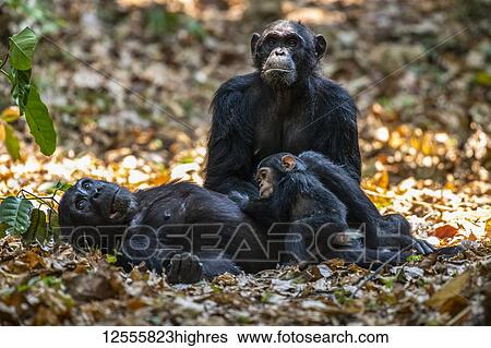 Female Chimpanzee (Pan troglodytes) lying on her back cradles her baby while another female Chimpanzee looks on in Mahale Mountains National Park on the shores of Lake Tanganyika; Tanzania View Large Photo Image Stock Photograph - Female Chimpanzee (Pan troglodytes) lying on her back cradles her baby while another female Chimpanzee looks on in Mahale Mountains National Park on the shores of Lake Tanganyika; Tanzania. Fotosearch