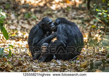 Stock Photograph - Female Chimpanzees (Pan troglodytes) grooming each other while one of their babies sits between them in Mahale Mountains National Park on the shores of Lake Tanganyika; Tanzania. Fotosearch