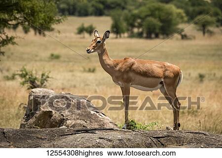 Female impala (Aepyceros melampus) stands in profile on rock, Serengeti National Park; Tanzania View Large Photo Image Stock Photograph - Female impala (Aepyceros melampus) stands in profile on rock, Serengeti National Park; Tanzania. Fotosearch