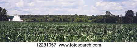Stock Photo - Field of corn in late spring near Xenia, Ohio with a white barn, trees and partly cloudy skies in the background; Ohio, United States of America. Fotosearch