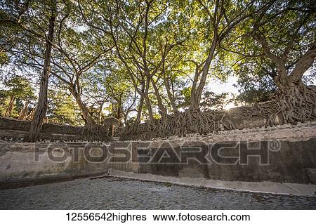 Stock Photograph - Fig trees on the enclosure wall of Fasilides Bath; Gondar, Amhara Region, Ethiopia. Fotosearch