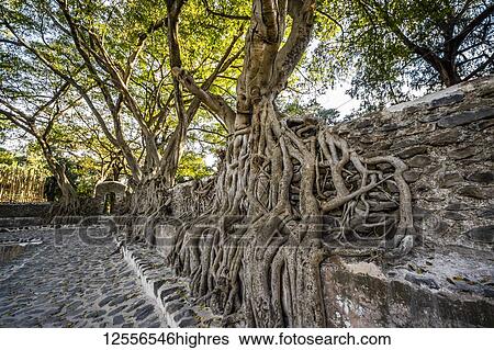 Stock Photograph - Fig trees on the enclosure wall of Fasilides Bath; Gondar, Amhara Region, Ethiopia. Fotosearch