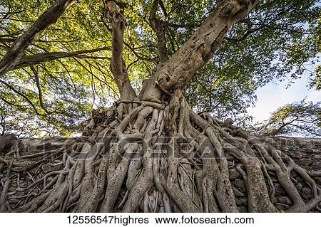 Stock Photograph - Fig trees on the enclosure wall of Fasilides Bath; Gondar, Amhara Region, Ethiopia. Fotosearch