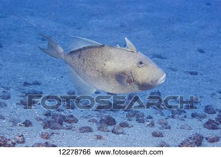 Finescale triggerfish (Balistes polylepis); Hawaii, United States of America View Large Photo Image Stock Photograph - Finescale triggerfish (Balistes polylepis); Hawaii, United States of America. Fotosearch