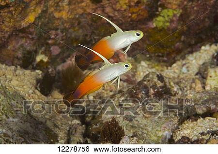 Stock Photograph - Fire dartfish (Nemateleotris magnifica) are a common sight on the exposed hard bottom of the outer reef zone; Yap, Micronesia. Fotosearch