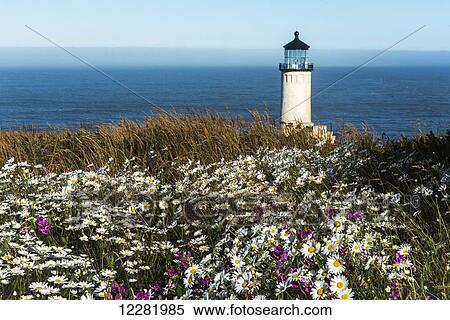 Flowers bloom near North Head Lighthouse on the Washington Coast; Washington, United States of America View Large Photo Image Stock Photography - Flowers bloom near North Head Lighthouse on the Washington Coast; Washington, United States of America. Fotosearch