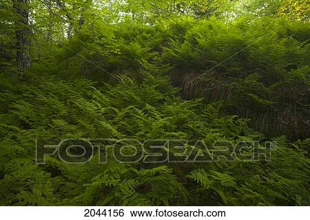 Stock Photograph - Forest Fern Meadow In Evening Sun, Island Lake, Nova Scotia. Fotosearch