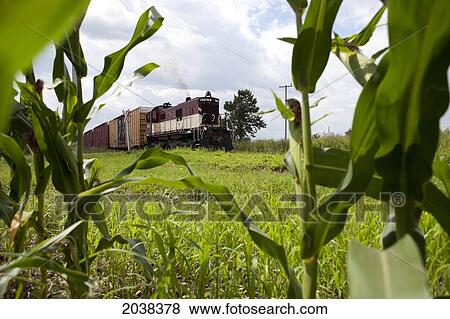 Stock Photo - Freight Train Crossing Mapleton Line Northeast Of St Thomas, Ontario, Canada.. Fotosearch