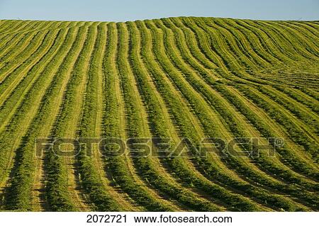 Freshly Cut Hay, Irishtown, Prince Edward Island View Large Photo Image Stock Image - Freshly Cut Hay, Irishtown, Prince Edward Island. Fotosearch