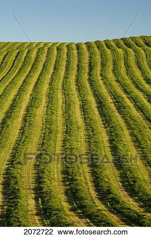 Freshly Cut Hay, Irishtown, Prince Edward Island View Large Photo Image Stock Image - Freshly Cut Hay, Irishtown, Prince Edward Island. Fotosearch
