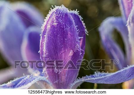 Stock Photograph - Frost clings to crocus petals; Astoria, Oregon, United States of America. Fotosearch