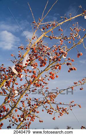 Stock Photo - Frosted Red Hawthorne Tree Berries, Middle Sackville, Nova Scotia. Fotosearch