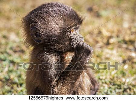 Stock Photograph - Gelada baby (Theropithecus gelada), Simien National Park; Amhara Region, Ethiopia. Fotosearch