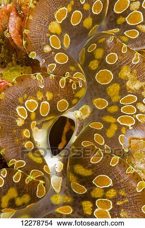 Picture - Giant tridacna clam (Tridacna gigas), mantle detail; Yap, Micronesia. Fotosearch