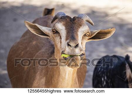 Stock Photograph - Goat eating something green in it's mouth; Harar, Harari Region, Ethiopia. Fotosearch