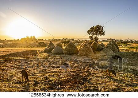 Goats and haystacks in the fields of teff (Eragrostis tef), Jib Gedel; Amhara Region, Ethiopia View Large Photo Image Stock Photograph - Goats and haystacks in the fields of teff (Eragrostis tef), Jib Gedel; Amhara Region, Ethiopia. Fotosearch