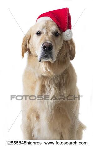 Golden Retriever dog wearing santa hat with serious expression on face, in studio with white background View Large Photo Image Stock Photograph - Golden Retriever dog wearing santa hat with serious expression on face, in studio with white background. Fotosearch