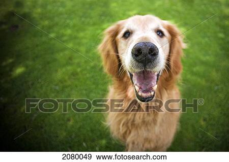 Stock Photo - Golden Retriever Looking At Camera With Open Mouth; Golden, Colorado, Usa. Fotosearch