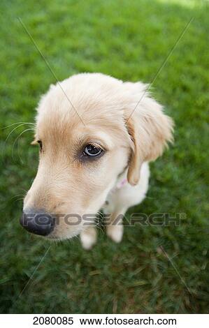 Stock Photography - Golden Retriever Puppy; Denver, Colorado, Usa. Fotosearch