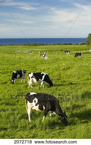Grazing Cows, Cavendish, Prince Edward Island View Large Photo Image Stock Photo - Grazing Cows, Cavendish, Prince Edward Island. Fotosearch