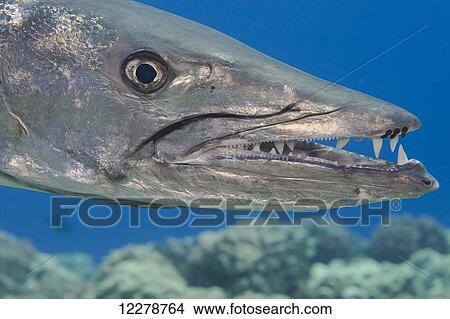 Great barracuda (Sphyraena barracuda) with three parasitic copepods can be seen at the end of the upper jaw; Hawaii, United States of America View Large Photo Image Picture - Great barracuda (Sphyraena barracuda) with three parasitic copepods can be seen at the end of the upper jaw; Hawaii, United States of America. Fotosearch
