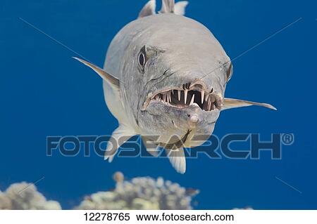 Great barracuda (Sphyraena barracuda) with three parasitic copepods can be seen at the end of the upper jaw; Hawaii, United States of America View Large Photo Image Stock Photography - Great barracuda (Sphyraena barracuda) with three parasitic copepods can be seen at the end of the upper jaw; Hawaii, United States of America. Fotosearch