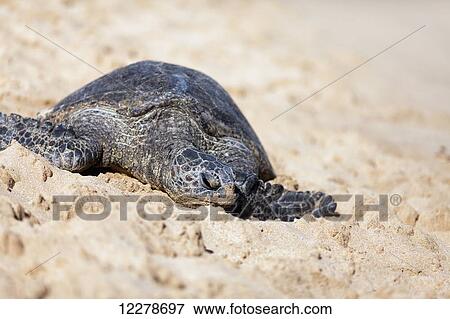Green Sea Turtle (Chelonia mydas) basking in the sun at Poipu Beach; Poipu, Kauai, Hawaii, United States of America View Large Photo Image Stock Photo - Green Sea Turtle (Chelonia mydas) basking in the sun at Poipu Beach; Poipu, Kauai, Hawaii, United States of America. Fotosearch