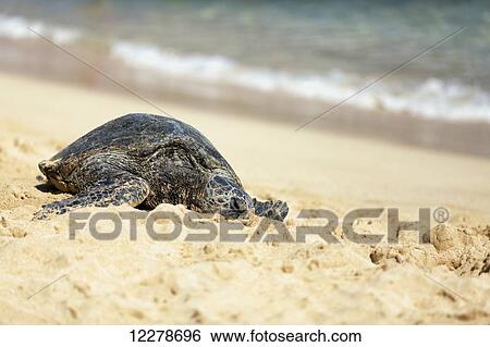 Stock Photograph - Green Sea Turtle (Chelonia mydas) basking in the sun at Poipu Beach; Poipu, Kauai, Hawaii, United States of America. Fotosearch