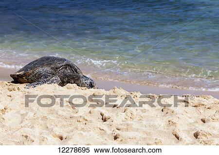Stock Photography - Green Sea Turtle (Chelonia mydas) basking in the sun at Poipu Beach; Poipu, Kauai, Hawaii, United States of America. Fotosearch