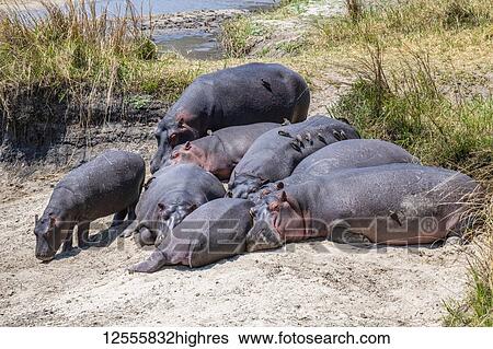 Stock Photograph - Group of Hippopotamus (Hippopotamus amphibious, ) with Red-billed Oxpeckers (Buphagus erythrorhynchus) lie on sandy river bank in Katavi National Park; Tanzania. Fotosearch