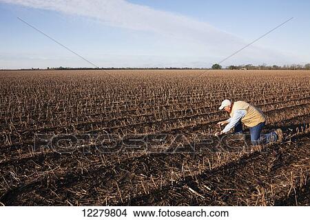 Grower (crop consultant) checks rotting corn crop debris in field of cotton stubble; England, Arkansas, United States of America View Large Photo Image Picture - Grower (crop consultant) checks rotting corn crop debris in field of cotton stubble; England, Arkansas, United States of America. Fotosearch