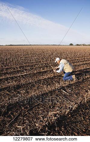 Stock Photo - Grower (crop consultant) checks rotting corn crop debris in field of cotton stubble; England, Arkansas, United States of America. Fotosearch