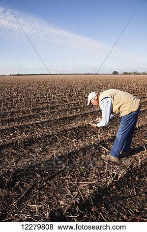 Stock Photo - Grower (crop consultant) checks rotting corn crop debris in field of cotton stubble; England, Arkansas, United States of America. Fotosearch