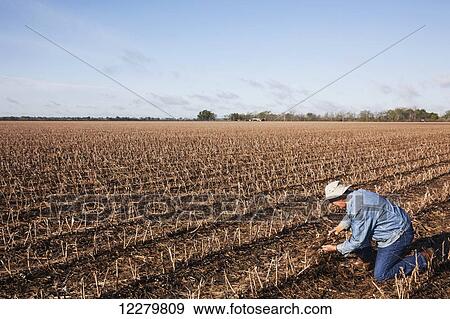Stock Photo - Grower (crop consultant) checks rotting corn crop debris in field of cotton stubble; England, Arkansas, United States of America. Fotosearch