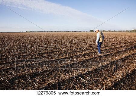 Stock Photography - Grower (crop consultant) checks rotting corn crop debris in field of cotton stubble; England, Arkansas, United States of America. Fotosearch