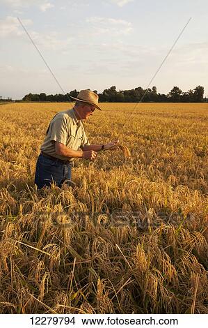 Grower (or crop consultant) examines harvest stage rice in Eastern Arkansas rice field; England, Arkansas, United States of America View Large Photo Image Picture - Grower (or crop consultant) examines harvest stage rice in Eastern Arkansas rice field; England, Arkansas, United States of America. Fotosearch