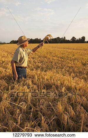 Stock Image - Grower (or crop consultant) examines harvest stage rice in Eastern Arkansas rice field; England, Arkansas, United States of America. Fotosearch